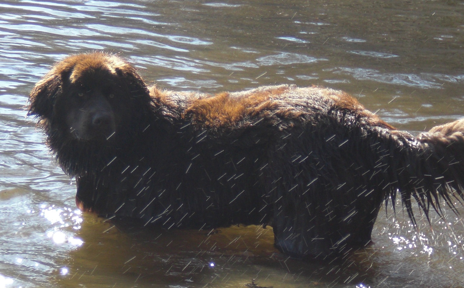 Bild(vereinsleben/bilder/Wasser Bilder/Cara (14).JPG) konnte nicht geladen werden